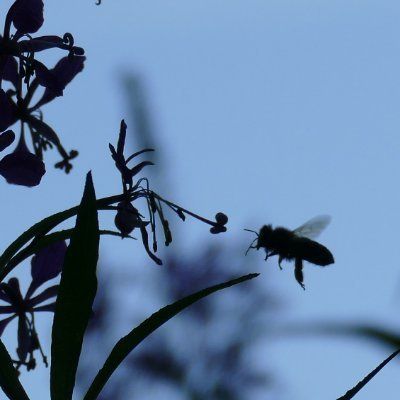 Der Schatten einer Blume und einer Biene davor in der Luft. Im Hintergrund blauer Himmel. 