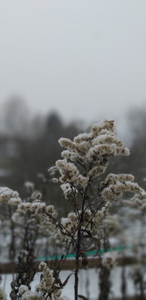 Pflanze mit Frostschnee vor grauen Himmel.